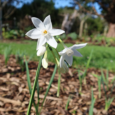 Narcissus paperwhite