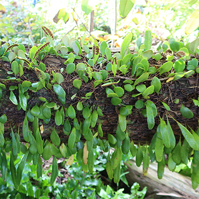 Pyrrosia Eleagnifolia