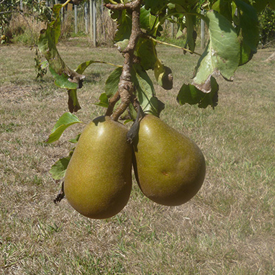 Pears in the orchard