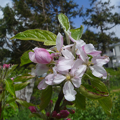 Fryberg apple blossom