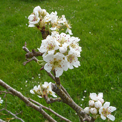 William bon Chretian or Winter Nelis pear blossom