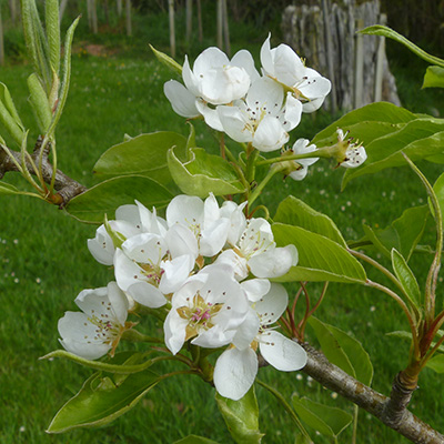 Brown Beurre pear blossom