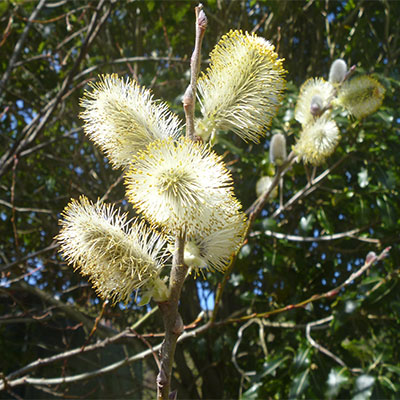 Salix Pussy Willow