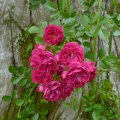 Exclesa rose