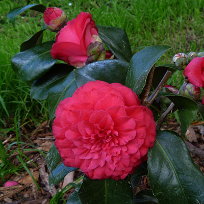 Camellia C M Hovey